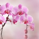 Орхидеи фото цветов высокого разрешения