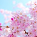 Сакура фото цветов высокого разрешения