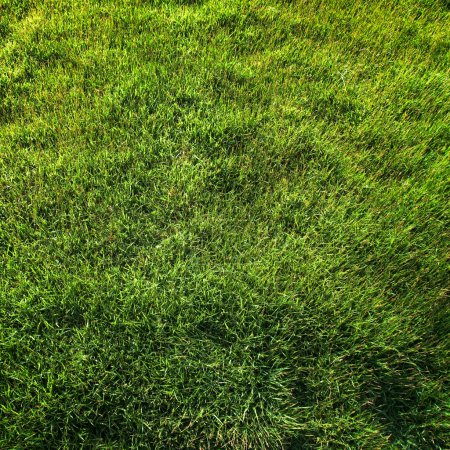 Grass grass top view