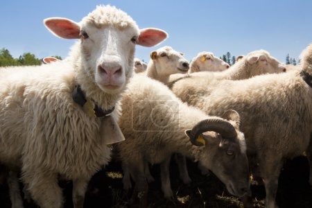 Livestock farm - herd of sheep