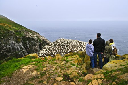 Family watching northern gannets at Cape St. Mary's Ecological Bird Sanctuary in Newfoundland, Canada