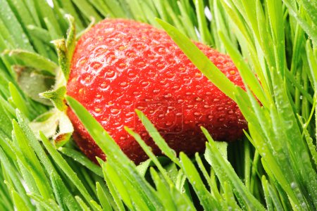 Strawberry in grass