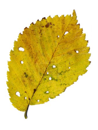 Yellow autumnal leaf