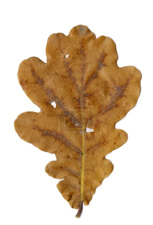 Autumnal oak leaf