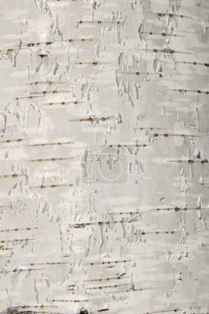 Birch texture