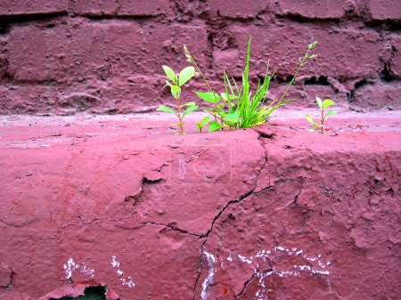 Sprout on old wall