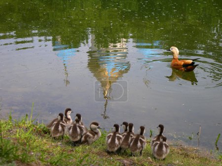 Duck teaches duckling to sail on pond with reflecting church