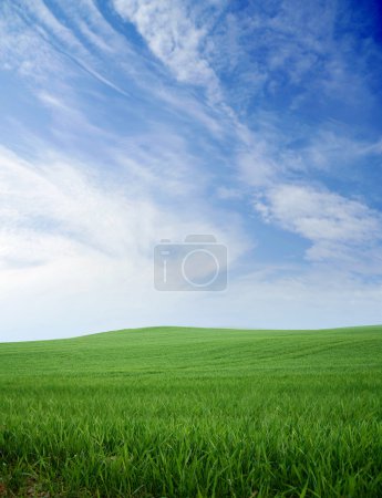 Green grass and blue summer sky