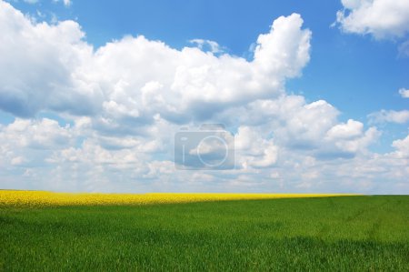 Green field and sky