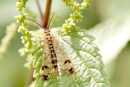 Scorpionfly on leaf