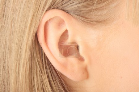 Closeup picture of blond girl ear