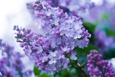 Bunch of violet lilac flower