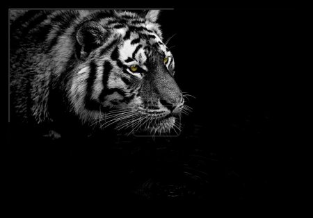 Tiger hunting - BW