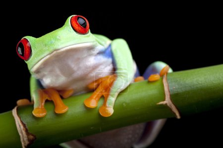 Red-eyed frog on bamboo