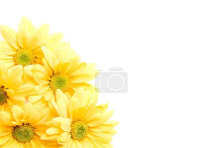 Yellow daisies corner