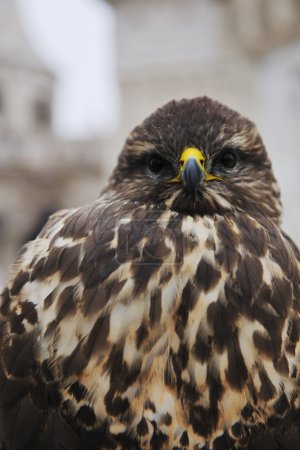 Eagle bird closeup