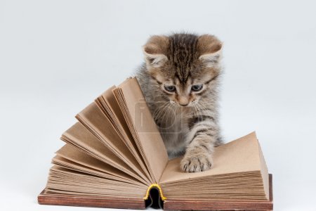 Little Kitten And Old Book