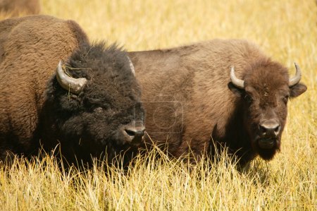 Bison Lovers