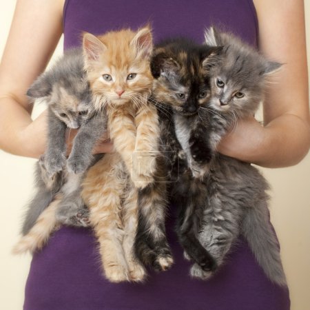 Four Kittens being held by woman