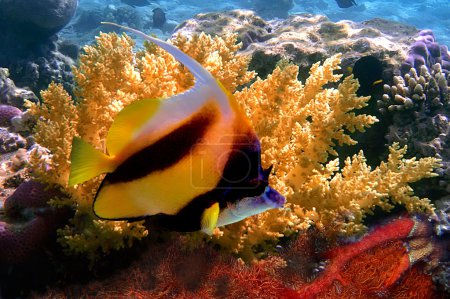 Pennant coralfish (bannerfish)