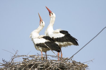 White stork pair on the nest / Ciconia ciconia