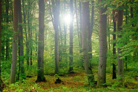 Green forest