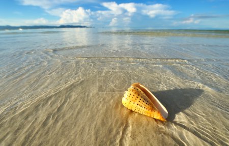 Shell on a beach