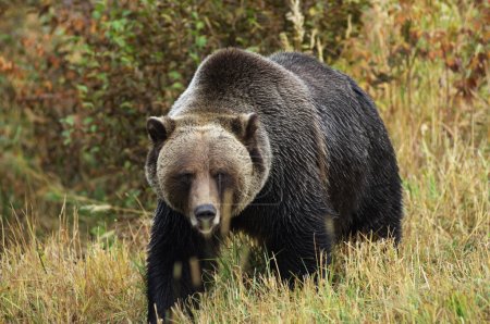 Male Grizzly Bear