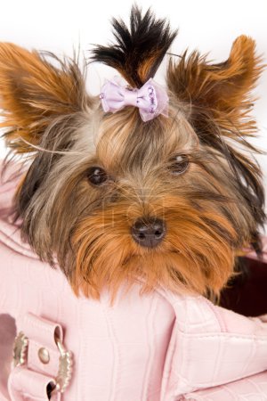 Photo of young adorable yorkshire terrier inside the bag
