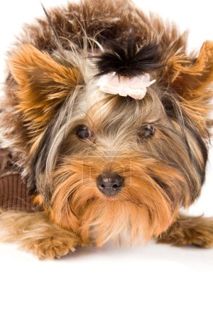 Yorkshire Terrier with brown winter jacket - Dog