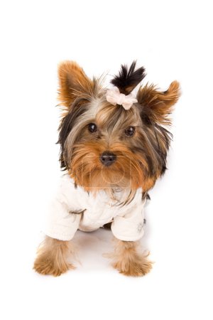 Yorkshire Terrier with white jacket - Dog