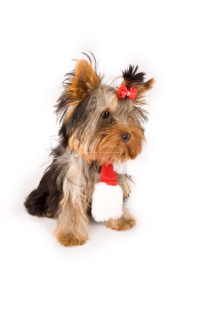 Yorkshire terrier with christmas scarf -dog