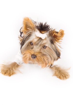Yorkshire terrier with pajamas