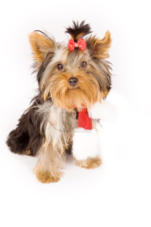 Photo of young adorable yorkshire terrier with christmas scarf