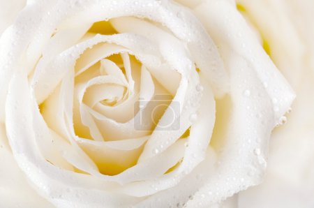 Close up of white rose with dew
