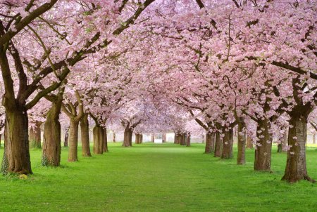 Cherry blossoms plenitude