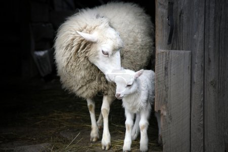 Sheep with a lamb standing in the doorway of the barn. Maternal instinct