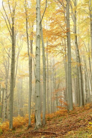 Scenic autumn beech forest in the fog