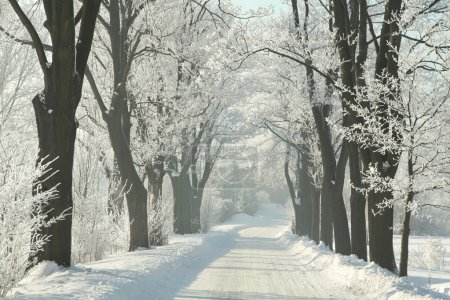 Country road among frosted trees