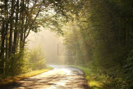 Rural lane in autumn forest at dawn
