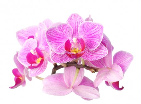 Orchid on white