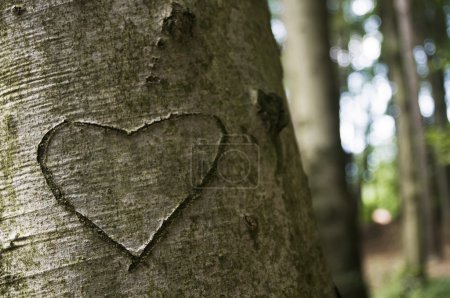 Love Carved on a Tree