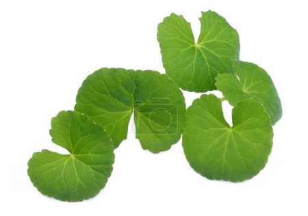 Herbal Thankuni leaves