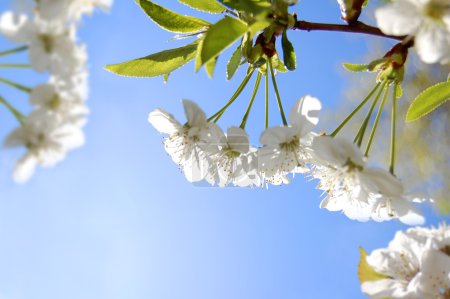 White flowers of cherry in spring garden at blue sky background