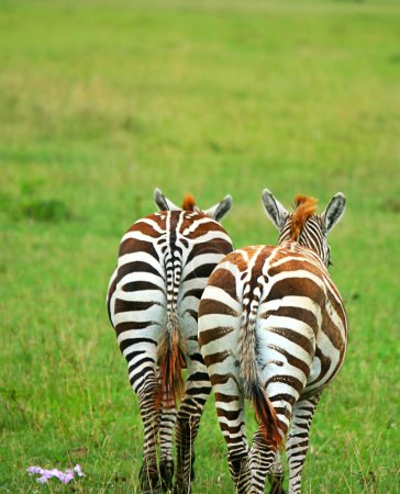 Two wild zebras