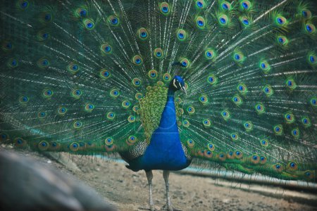 Peacock bird closeup background