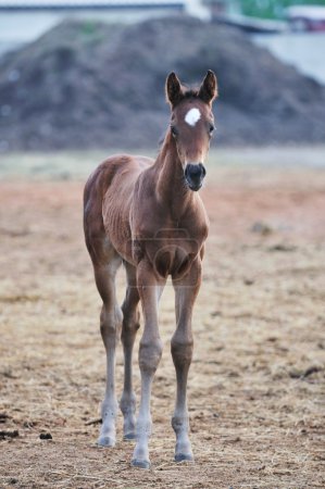 Baby horse