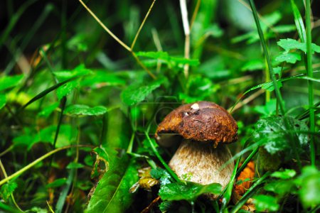 Fresh mushroom food outdoor in nature
