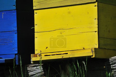 Bee home at meadow
