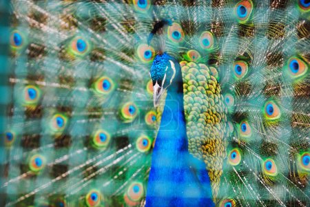 Peacock bird closeup background